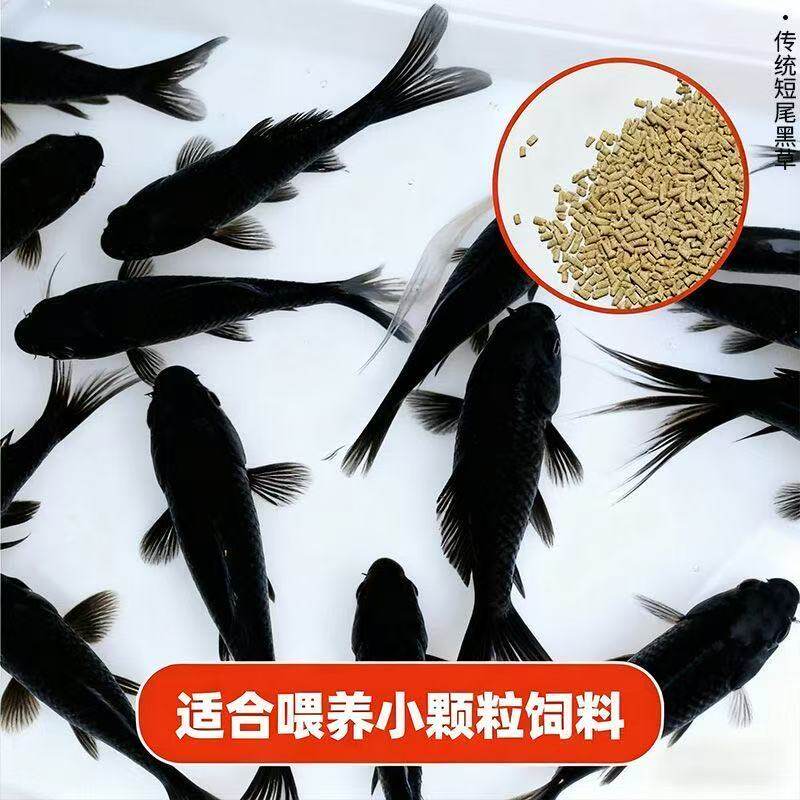 【热销款】精品黑色草金鱼鱼苗黑草淡水鱼活体观赏鱼活鱼长短尾