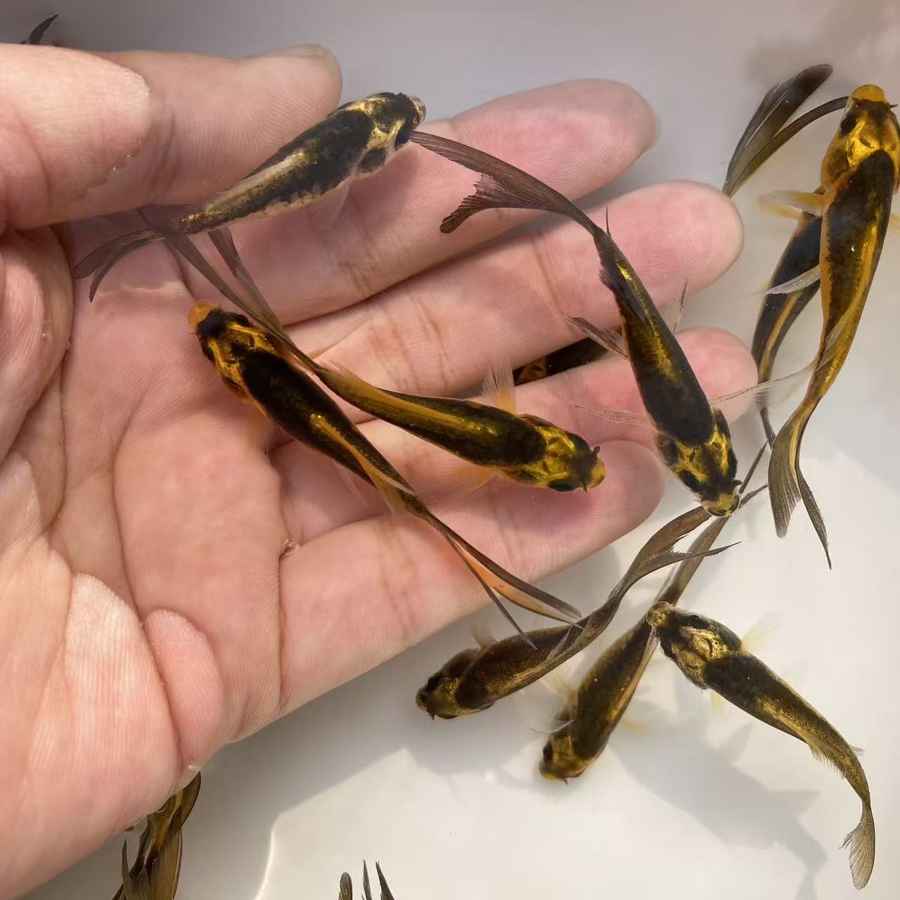 玛雅蝴蝶鲤德系大酋长冷水观赏鱼