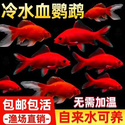 冷水血鹦鹉鱼观赏鱼包活新手易养淡水鱼冷水淡水鱼活体好养招财