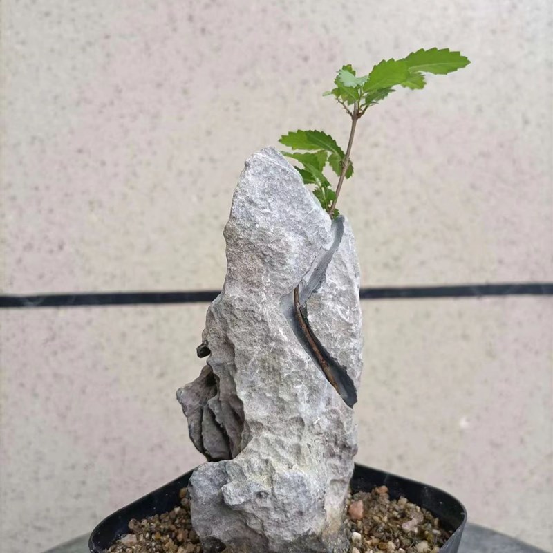小叶榔榆附石盆景花卉绿植素材
