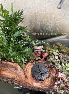 多肉花盆木头透气树桩树干老木槽原生态风化老枯木庭院阳台造景
