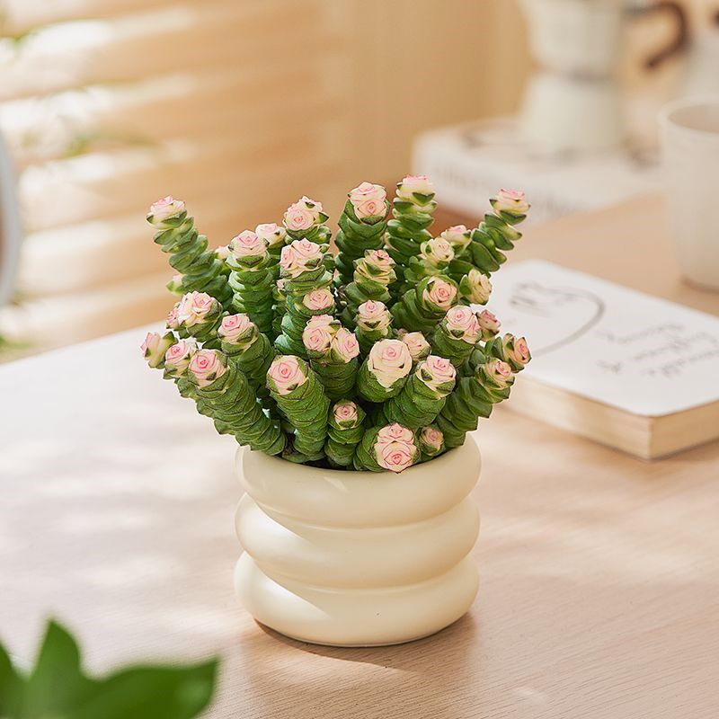 钱串罕见稀有多肉植物小盆栽办公室内桌面绿植防辐射懒人花好养活