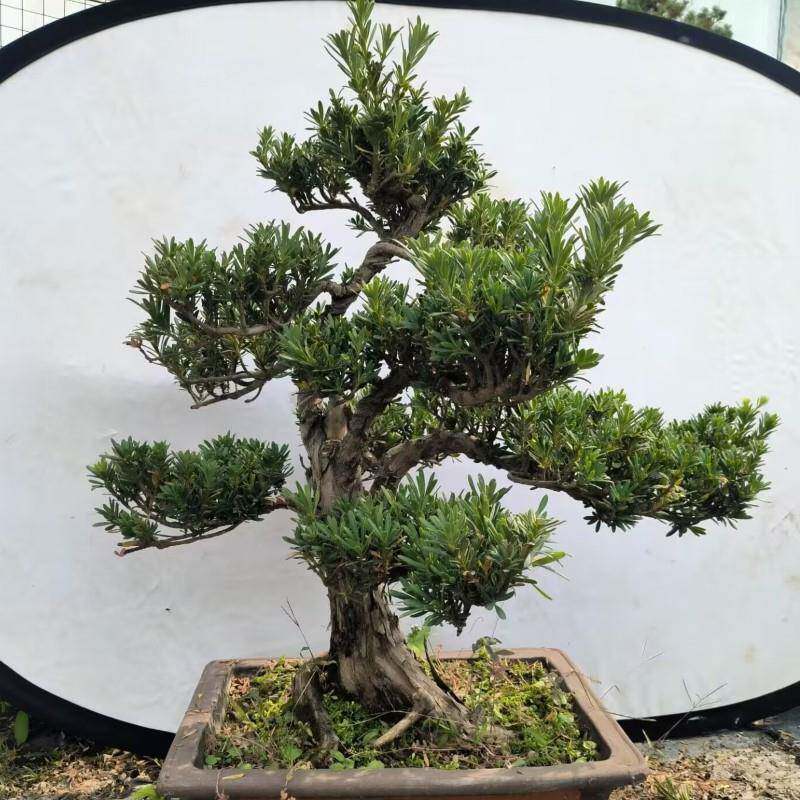 雀舌罗汉松盆景树桩花卉盆景室内盆栽庭院绿植花卉盆栽创意造型树