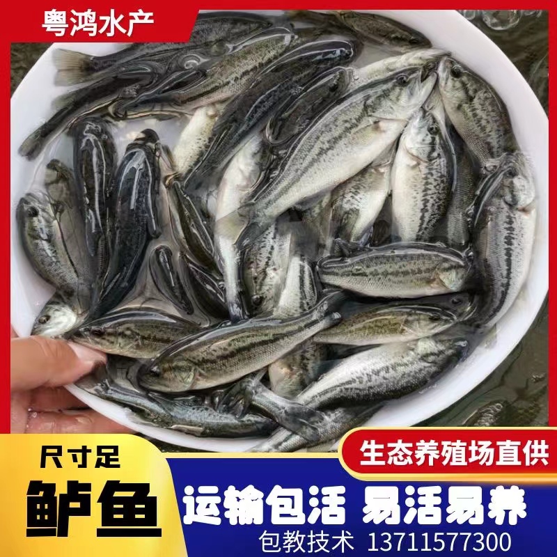 优质淡水鲈鱼苗大加州鲈鱼苗路亚苗热带淡水大口黑鲈鱼苗基地直供