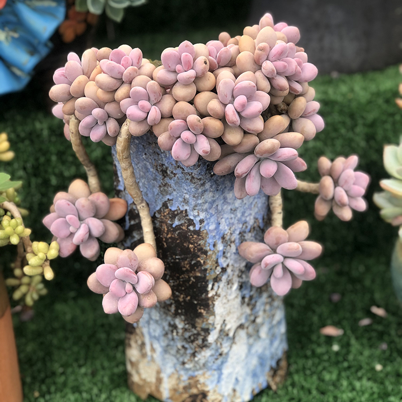 圆滚滚桃蛋多肉植物桃之卵稀有品种悬崖老桩热门精品控养盆栽花卉