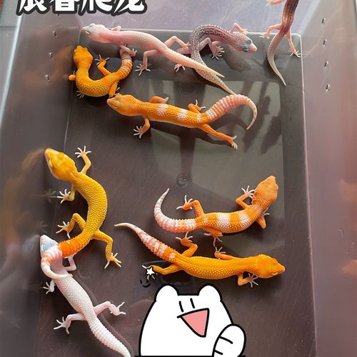 豹纹守宫纯色苗子阳光豹纹守宫微笑脸新手入门爬宠可爱异宠蜥蜴