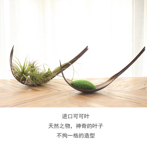 进口可可叶干花花盆空气凤梨永生苔藓桌面摆件花艺装饰室内软装