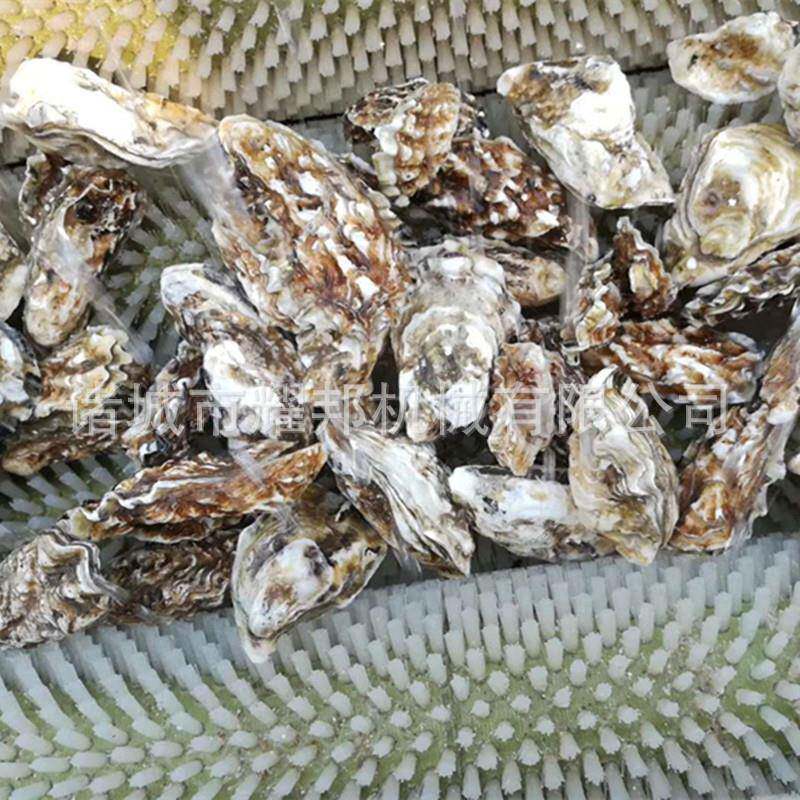 不锈钢毛清洗刷机全自动式无品牌/生洗蚝清机滚动海蛎子去泥清洗