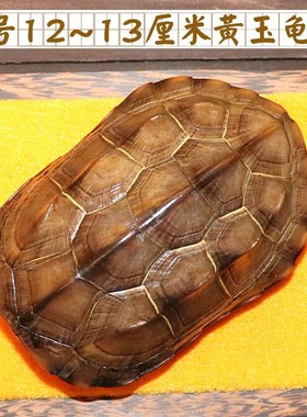 天然完整真乌龟壳文玩盘玩手把件龟甲家居客厅摆件送车挂礼品一