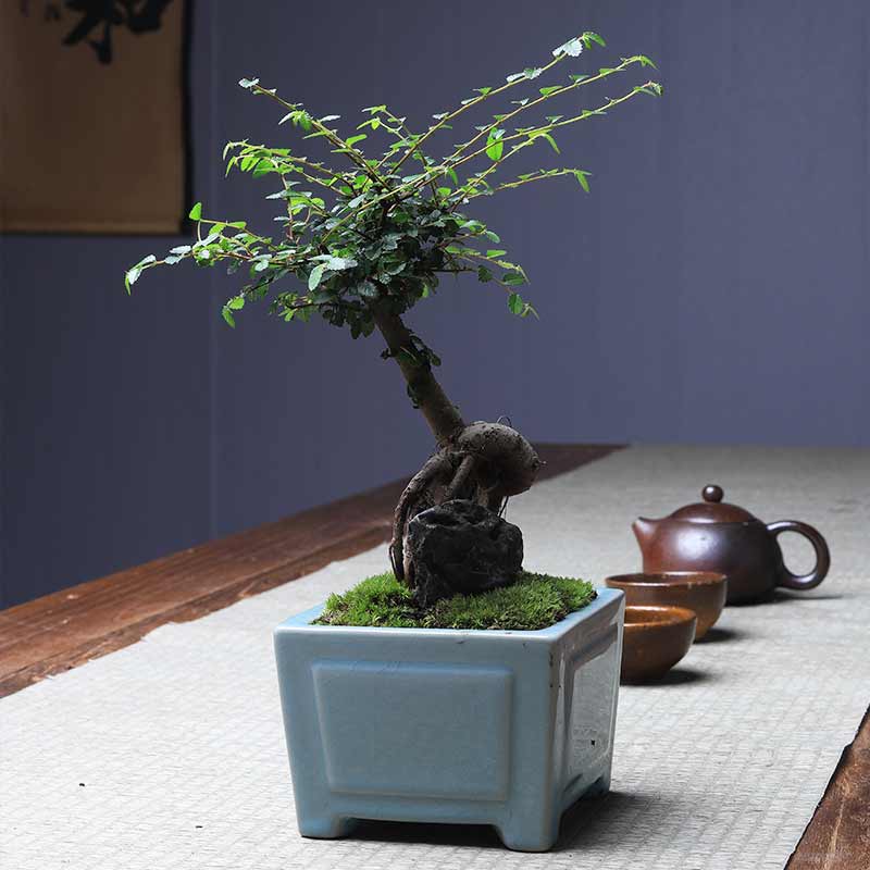 小叶榆树怪根老桩造型绿植盆栽榆榔植物盆景好养客厅办公桌摆件