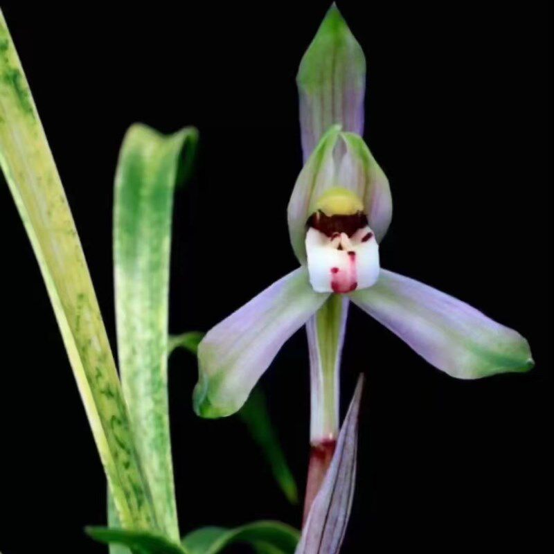 镇店之宝春兰吻仔鱼兰花蛇斑艺草矮种桌面盆栽特色叶斑纹稀有绿植