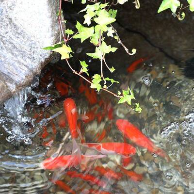 中式庭院流水摆件入户花园新观64240995装饰鱼缸阳台鱼池景假山泉