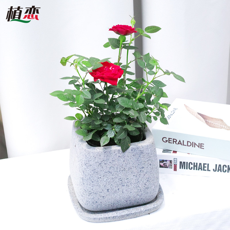 玫瑰花 盆栽盆景绿植窗台阳台庭院花卉苏州无锡常熟吴江配送绿植