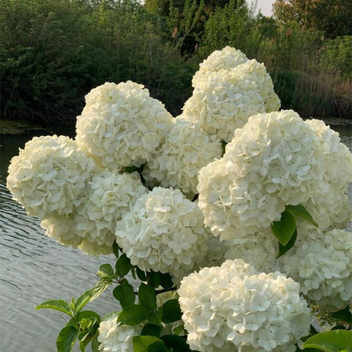 中华木绣球树苗大花斗木绣球庭院高档花卉绿植风景树