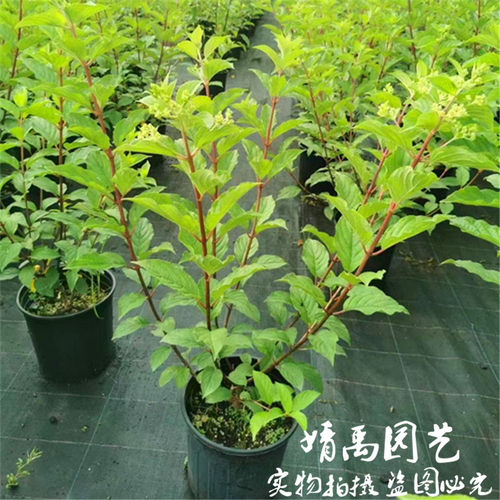 夏天耐晒 圆锥绣球 石灰灯木绣球花香草草莓花园花苗大苗活力青柠