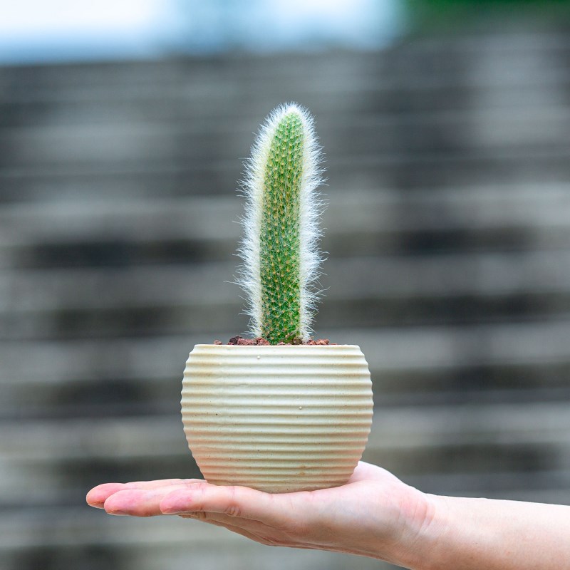 九尾狐多肉盆栽植物花卉室内客厅办公室桌面小绿植适合懒人养的花