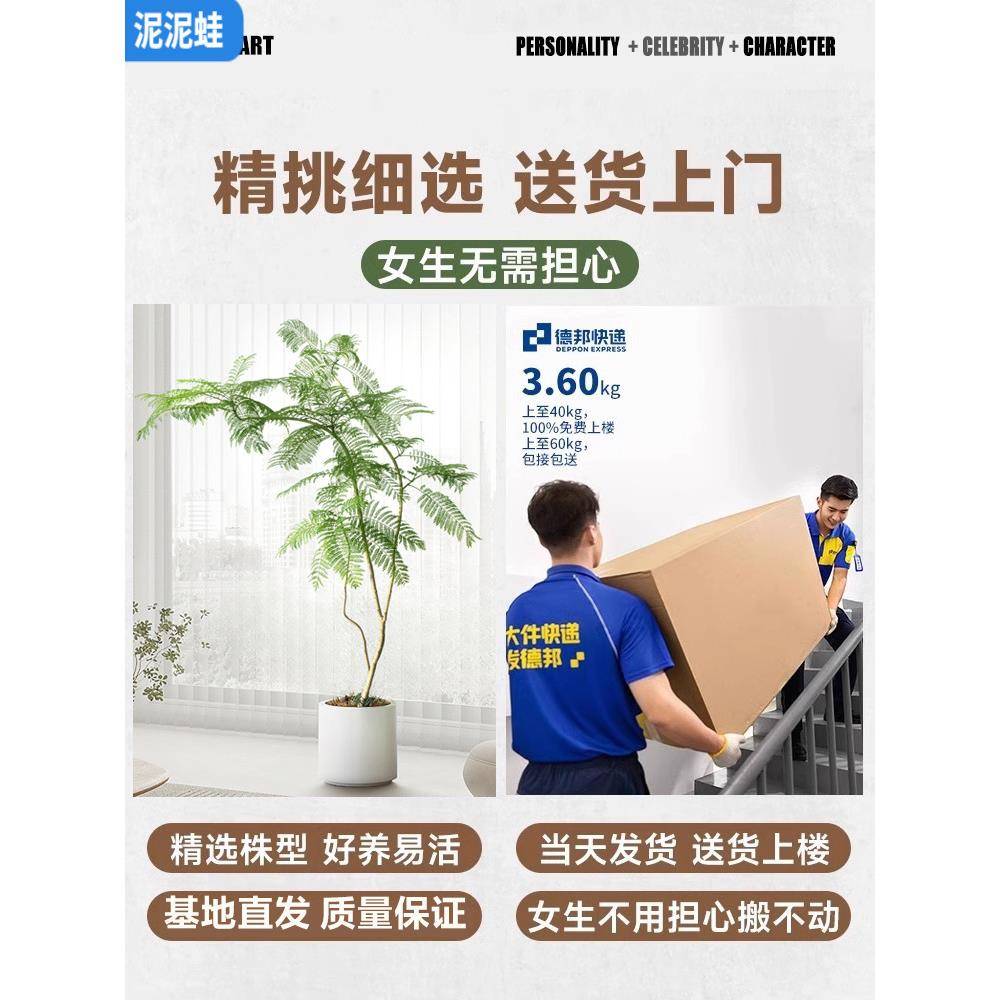 公蓝楹客厅绿植大型室内客厅gy803625落地卧室花玄关阳台办室盆植