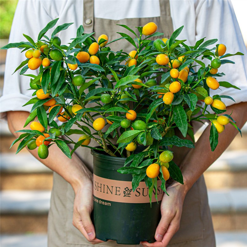 金桔树盆栽可食用庭院阳台好养植物观果年桔绿植果苗果树桔子带果