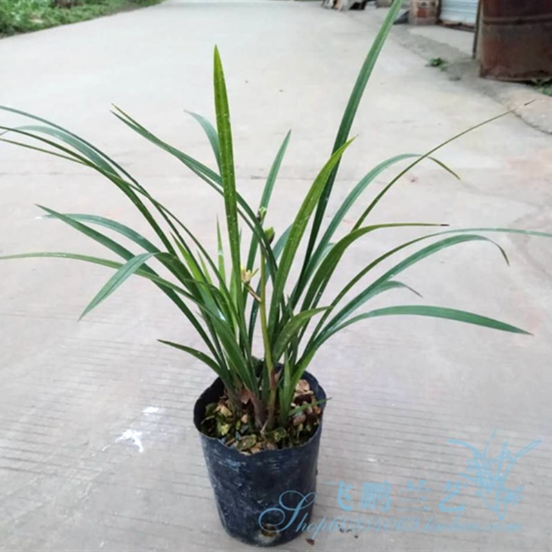 飞鹏兰艺兰花苗寒兰寒香梅 梅瓣勤芽好养凌寒独自开阳台绿植盆栽