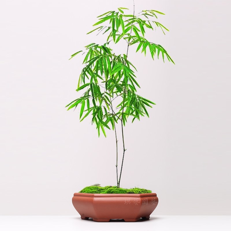 宜兴紫砂陶瓷盆景花盆葵式六方大号家用室内桌面老桩盆透水透气