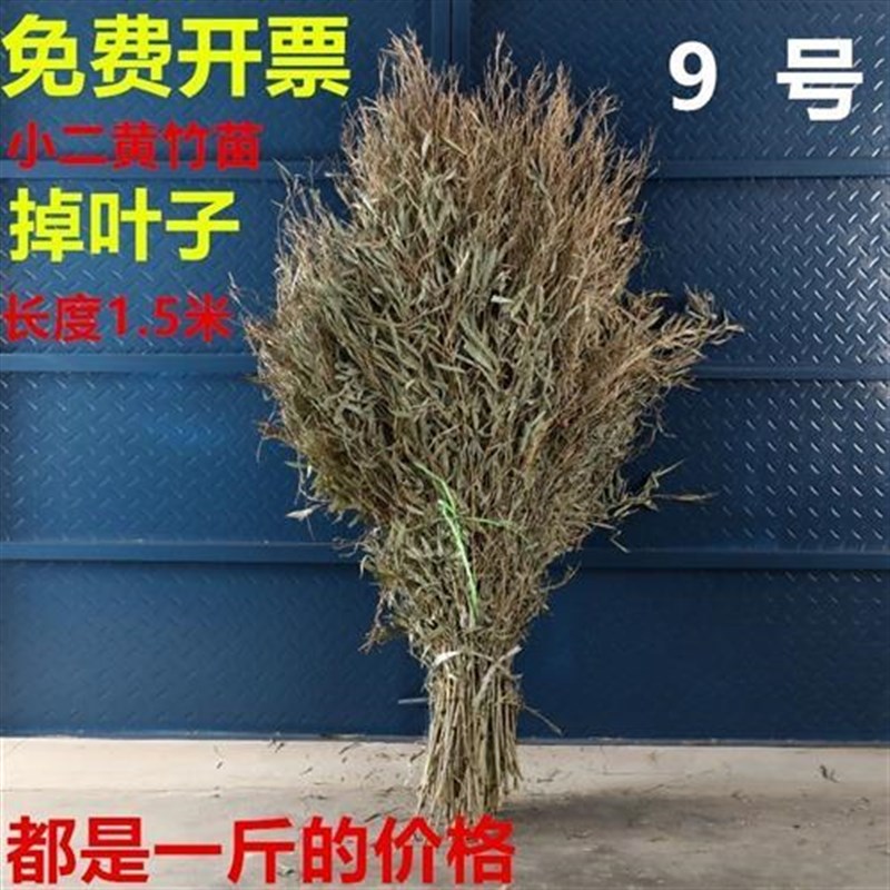 竹枝子扫把竹苗竹叶子竹枝竹子竹条扫把头竹竹子头条装饰摆饰手工
