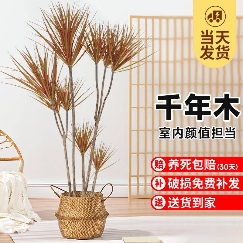 七彩千年木植物客厅大盆栽办公室内观赏绿植盆景好养活四季吸甲醛