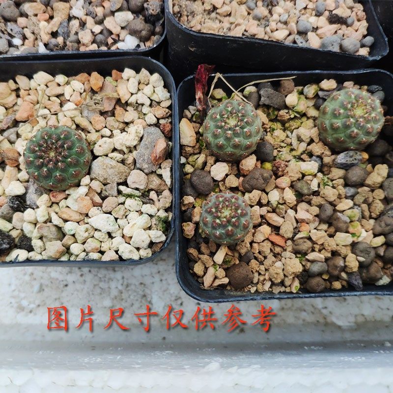 随心园艺稀有沟宝山仙人球开花火焰紫丽经典迷你小盆栽绿窗台绿植