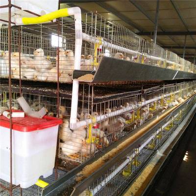 热四层立式雏鸡育动雏笼养殖加粗加PTM密销全自笼小鸡育雏养鸡笼