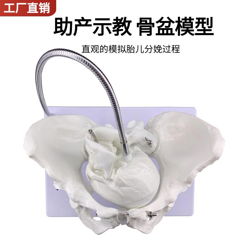 胎儿助产示教模型 女性盆骨模型 分娩骨盆模型 分娩示教 骨盆模型