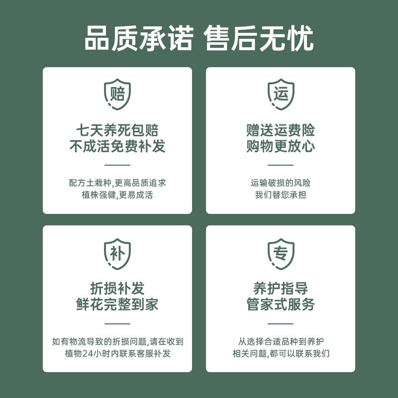 金色池塘【聚光灯】欧品蝴蝶兰盆栽带花客厅花卉开业乔迁鲜花礼品