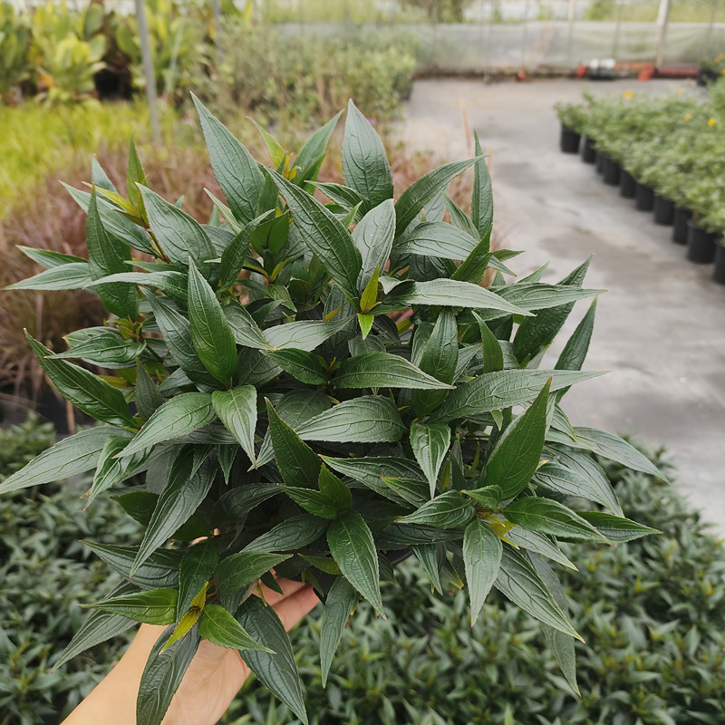 花镜植物紫叶马兰盆栽阳台庭院花园多年生耐寒耐热开花植物木本