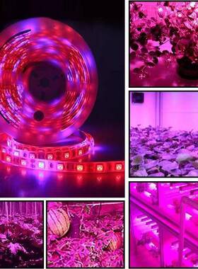 粉色蓝色120 LED植物灯室内植物蔬园艺盆景补光灯