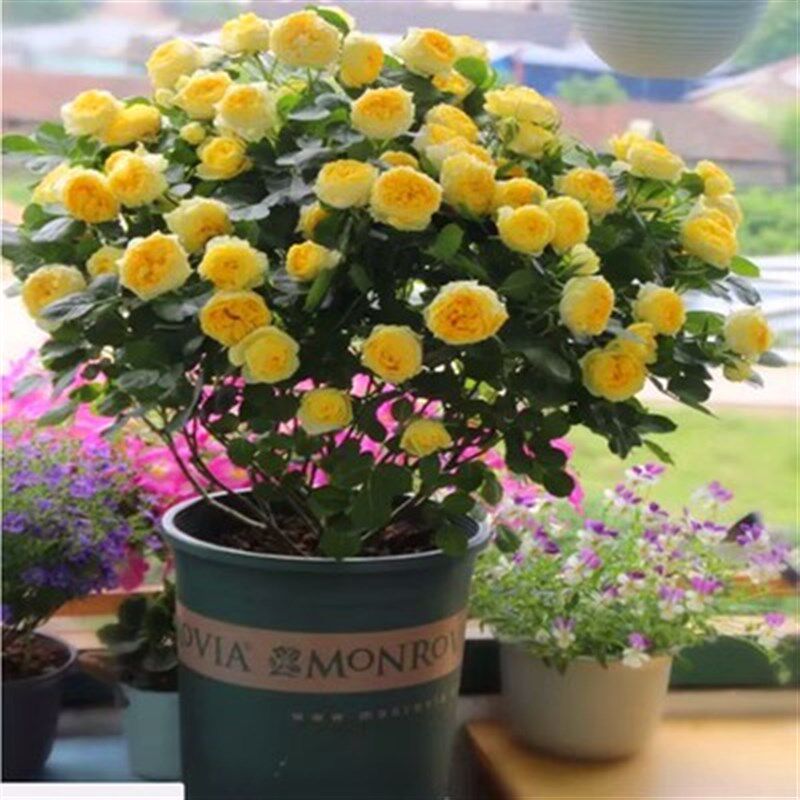 荷兰果汁阳台玫瑰花苗灌木月季露台盆栽花卉浓香四季开花室内绿植