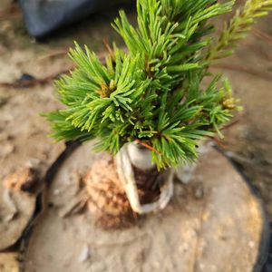 幸乐五针松嫁接苗望乡情盆景