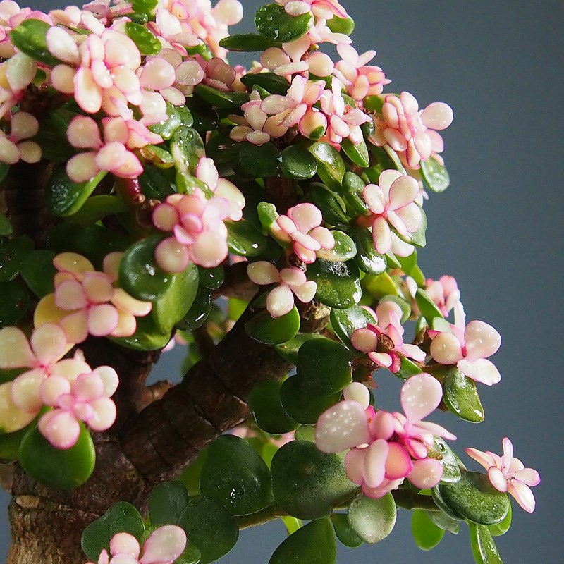 提根金枝玉叶盆栽多肉植物稀有品种老桩造型大颗好养绿植盆景室内