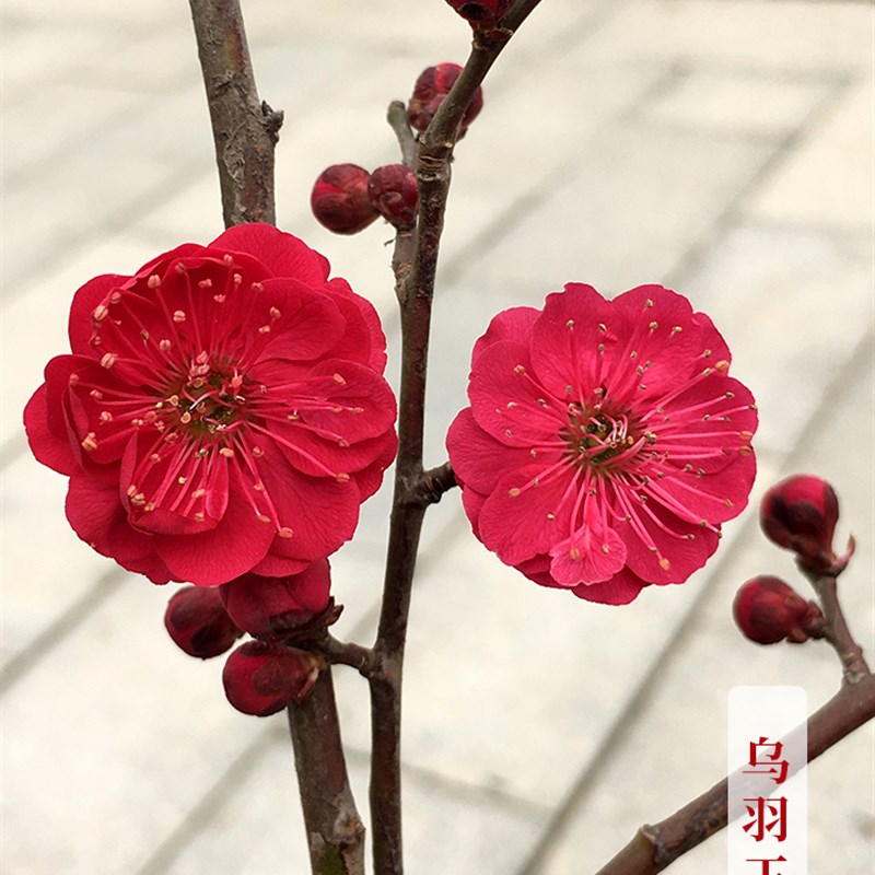梅花盆栽老桩原生朱砂梅树苗浓香型花卉耐寒植物室内红梅腊梅盆景