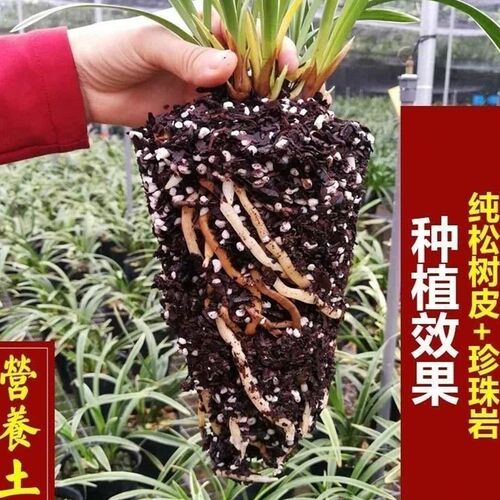 高配兰花专用土营养土植料蝴蝶兰高端养兰花植土君子兰精品兰花土