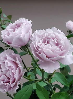 蜻蜓月季花大苗盆栽紫色波浪边特大花浓香多头四季开阳台庭院花卉