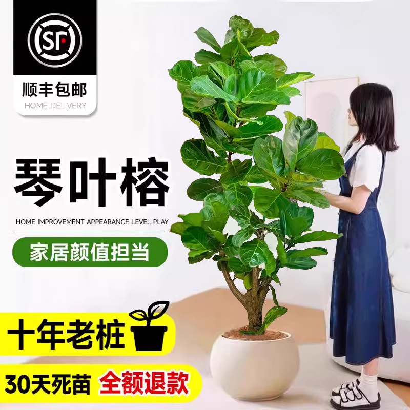 老桩琴叶榕客厅绿植物室内大型好养大叶榕树特大号盆栽落地办公室