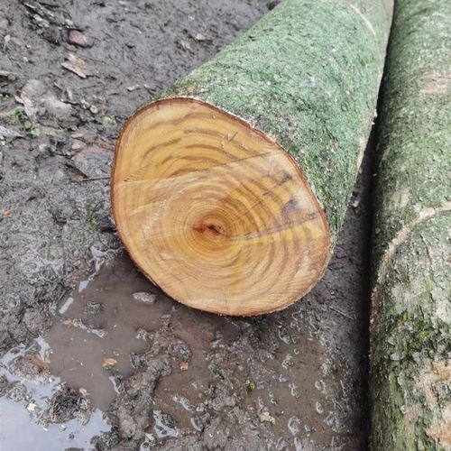 小叶桢楠木料金丝楠木满金丝雕刻diy木料木雕木头笔筒料横财料