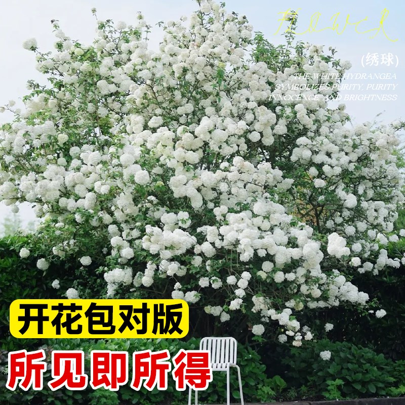 中华木绣球树苗大花斗球老桩欧洲木绣球别墅庭院花卉盆栽木本植物