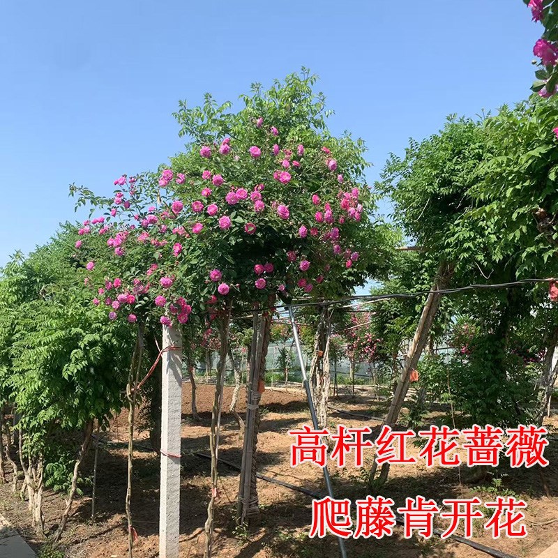 蔷薇花树苗爬藤四季高杆大苗2米发货带分支当年开花庭院种植