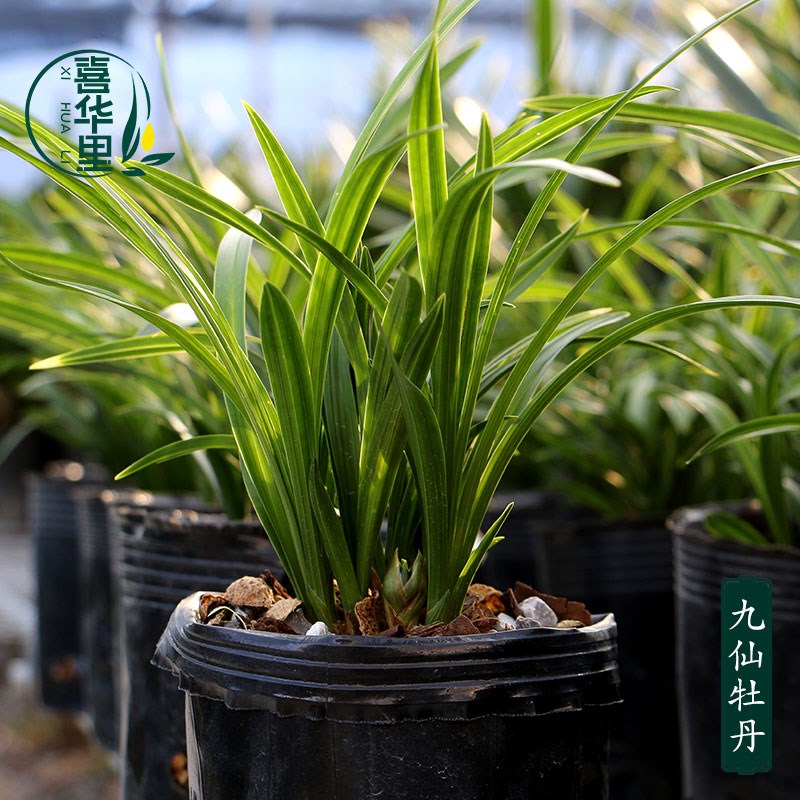 喜花里兰花苗春兰铭品奇花九仙牡丹带花浓香好养室内花卉绿植盆栽