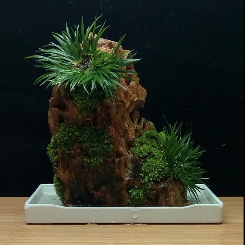 矮菖蒲石上盆景室内绿植物水培盆栽苔藓微景观茶道兰花水陆缸造景