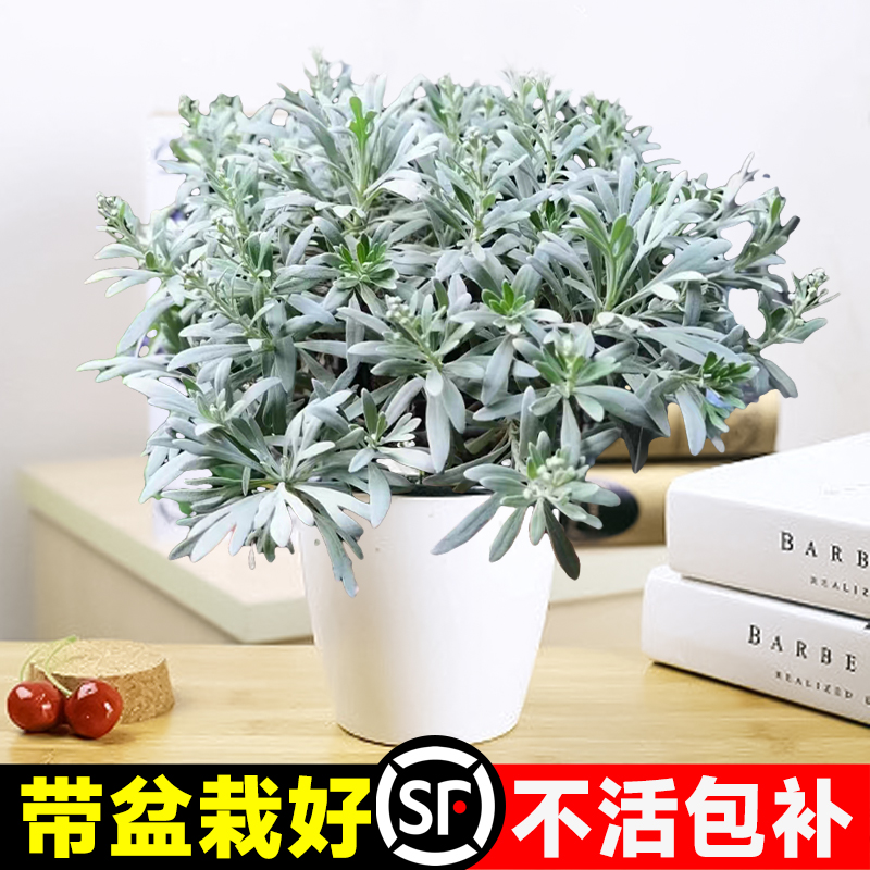 芙蓉菊盆栽花卉植物办公室内桌面绿植四季好养易活适合懒人养的花