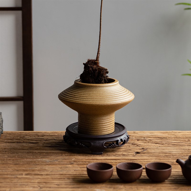 红灵蕨室内耐阴蕨类植物盆栽桌面盆景造型飘枝景观老桩茶几绿植花