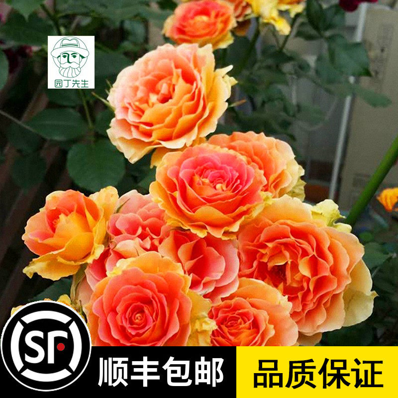 铜管乐队多季丰花花园阳台庭院盆栽绿植玫瑰花 开花植物月季花苗,鲜花速递/花卉仿真/绿植园艺,时令草本花卉,淘宝优惠券,粉丝福利购,淘宝优惠卷
