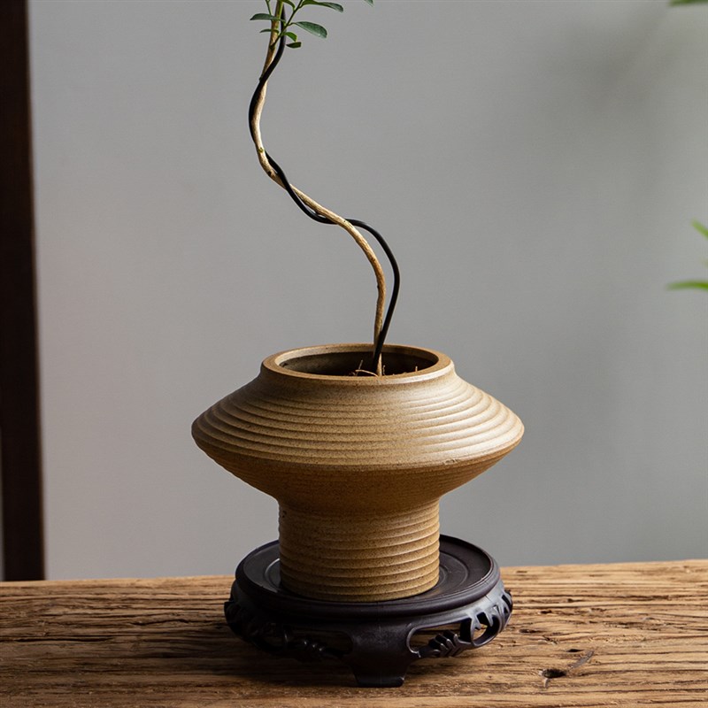 九里香造型盆景七里香老桩奇趣桌面盆栽室内绿植花卉景观植物观叶