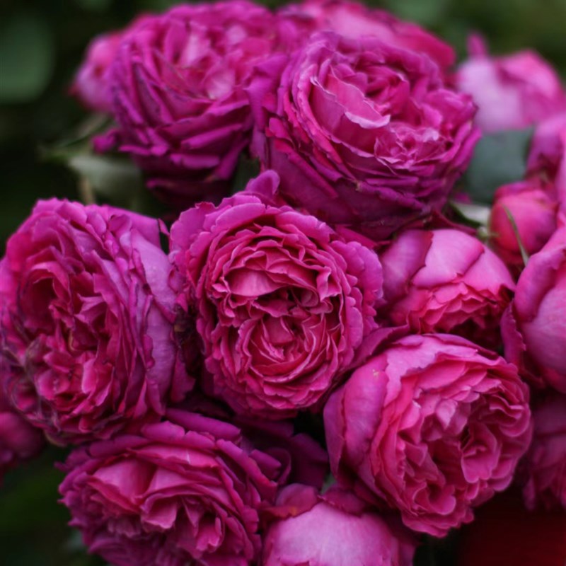 一加仑扦插中苗梅子布丁/芳香花园原土原盆发货