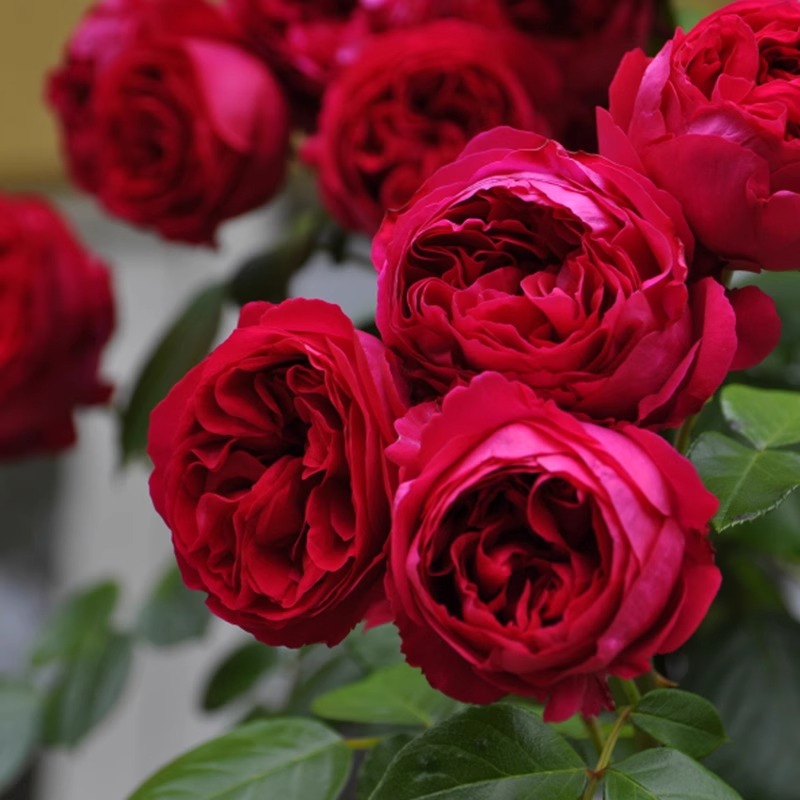 红色龙沙宝石藤本月季花苗特大花浓香四季开庭院蔷薇爬藤植物红龙